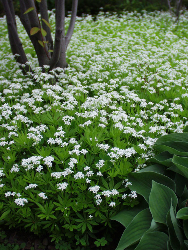 Four Flowering Ground Cover Choices