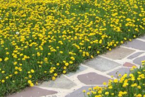 How To Remove Dandelions