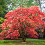 Top Landscaping Trees for All Seasons