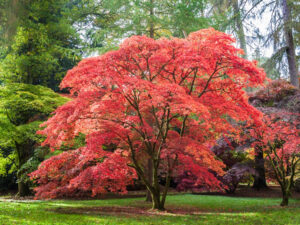 Top Landscaping Trees for All Seasons