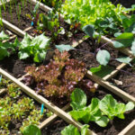 Tips for Planning Your 2022 Vegetable Garden
