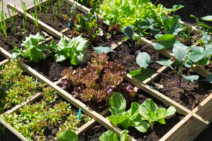 Plan Your 2022 Vegetable Garden