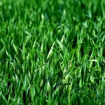 Lush Lawn Transformations and Maintenance Tips