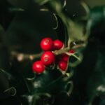 Design Stunning Yards That Shine In Winter