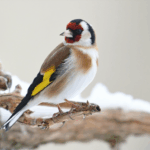 Winterize Now: Smart Irrigation Success Secrets for 2026