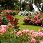 2026 Eco Yard Ideas Built For Fierce GTA Heat Waves