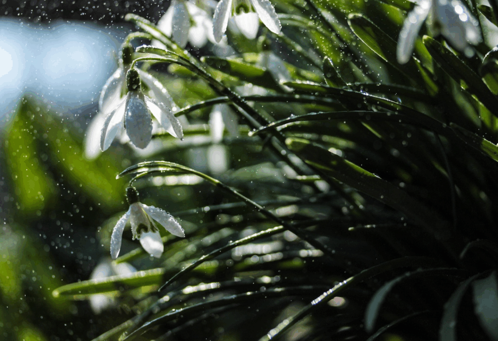 flower irrigation