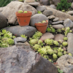 Stone Garden: Beauty With Less Summer Water