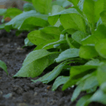 Pro Irrigation: Rescue Ontario Gardens In Drought