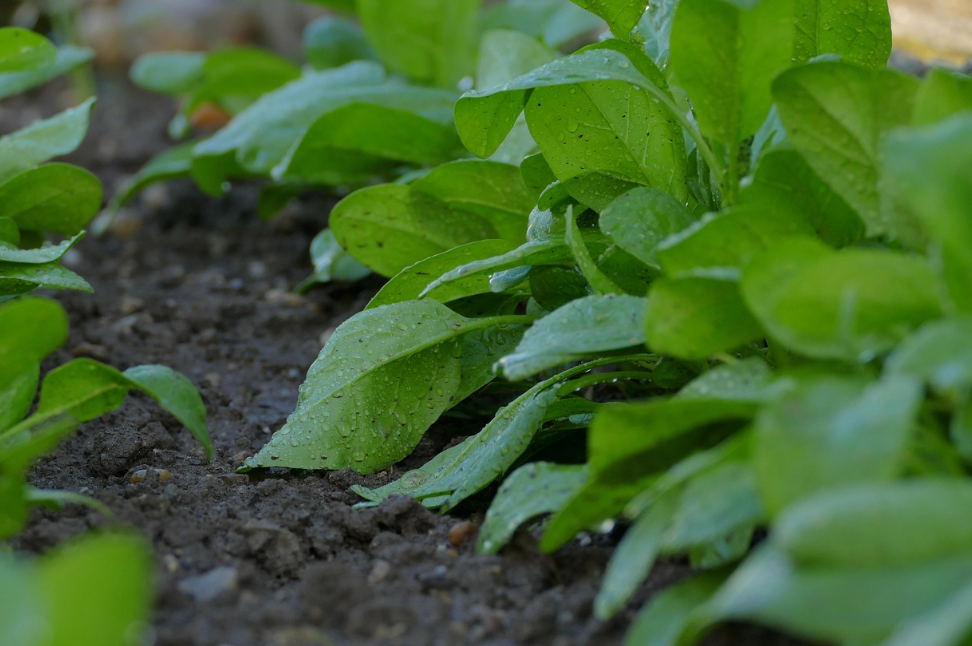 plants with irrigation