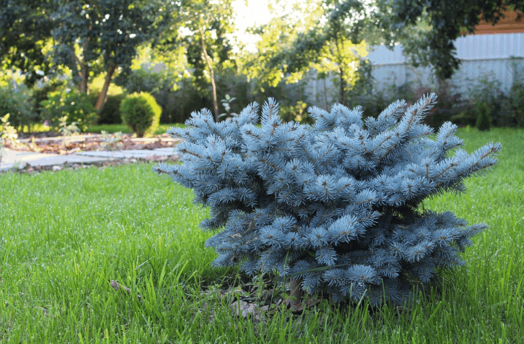 sustainable landscaping