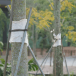 Should You Wrap the Trunks of Newly Planted Trees?